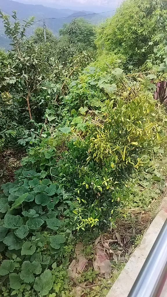 @Bhakta Nepali