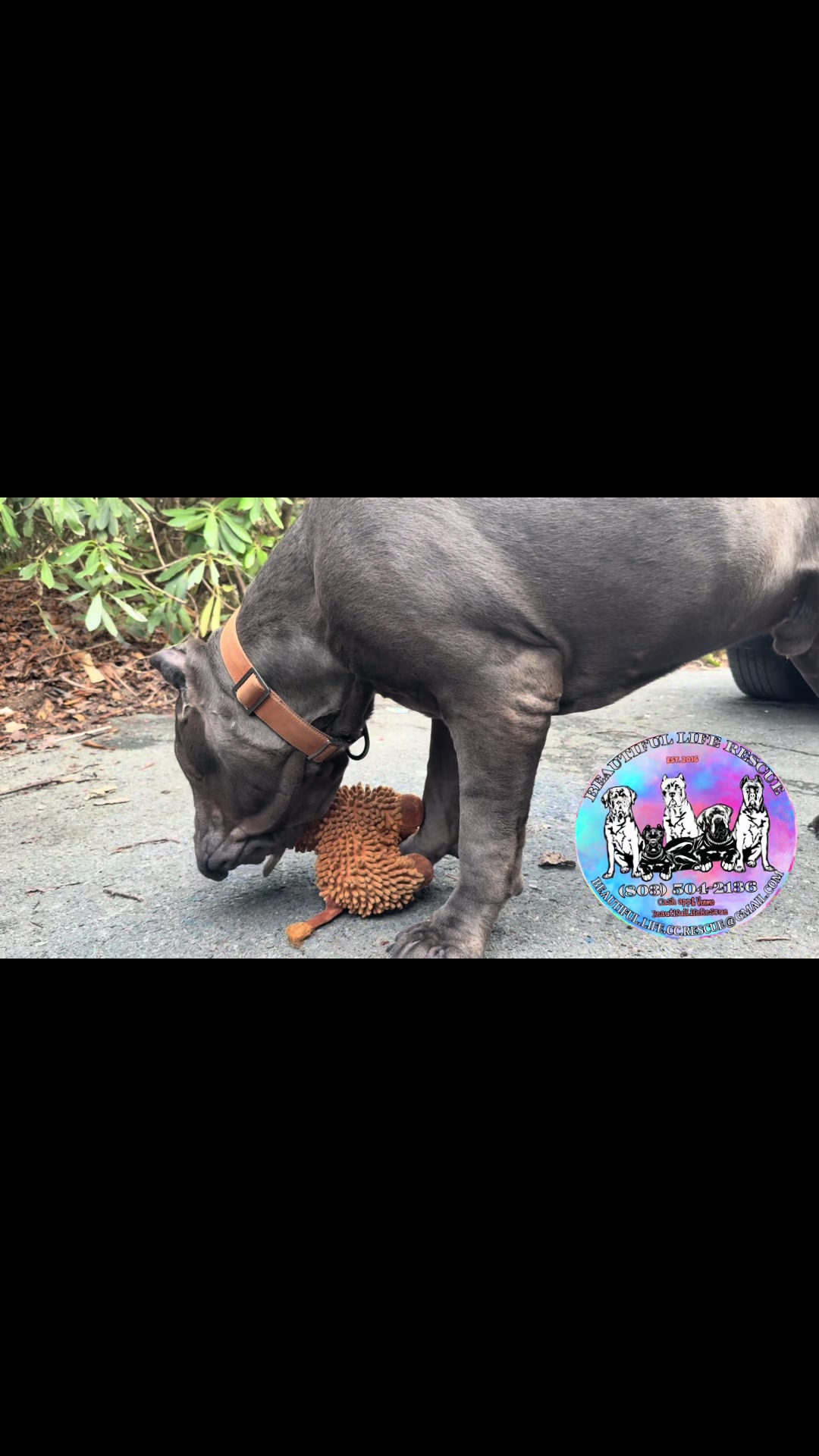 @Beautiful Life CC Rescue