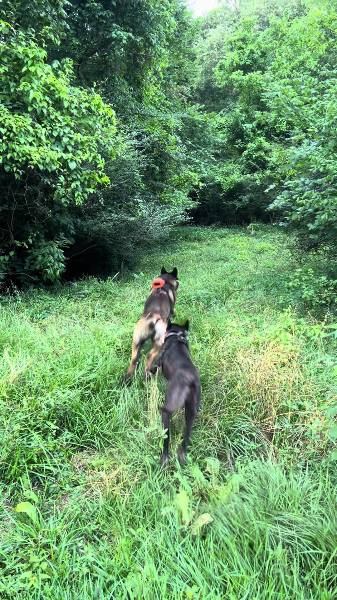 @Malinois Raptor