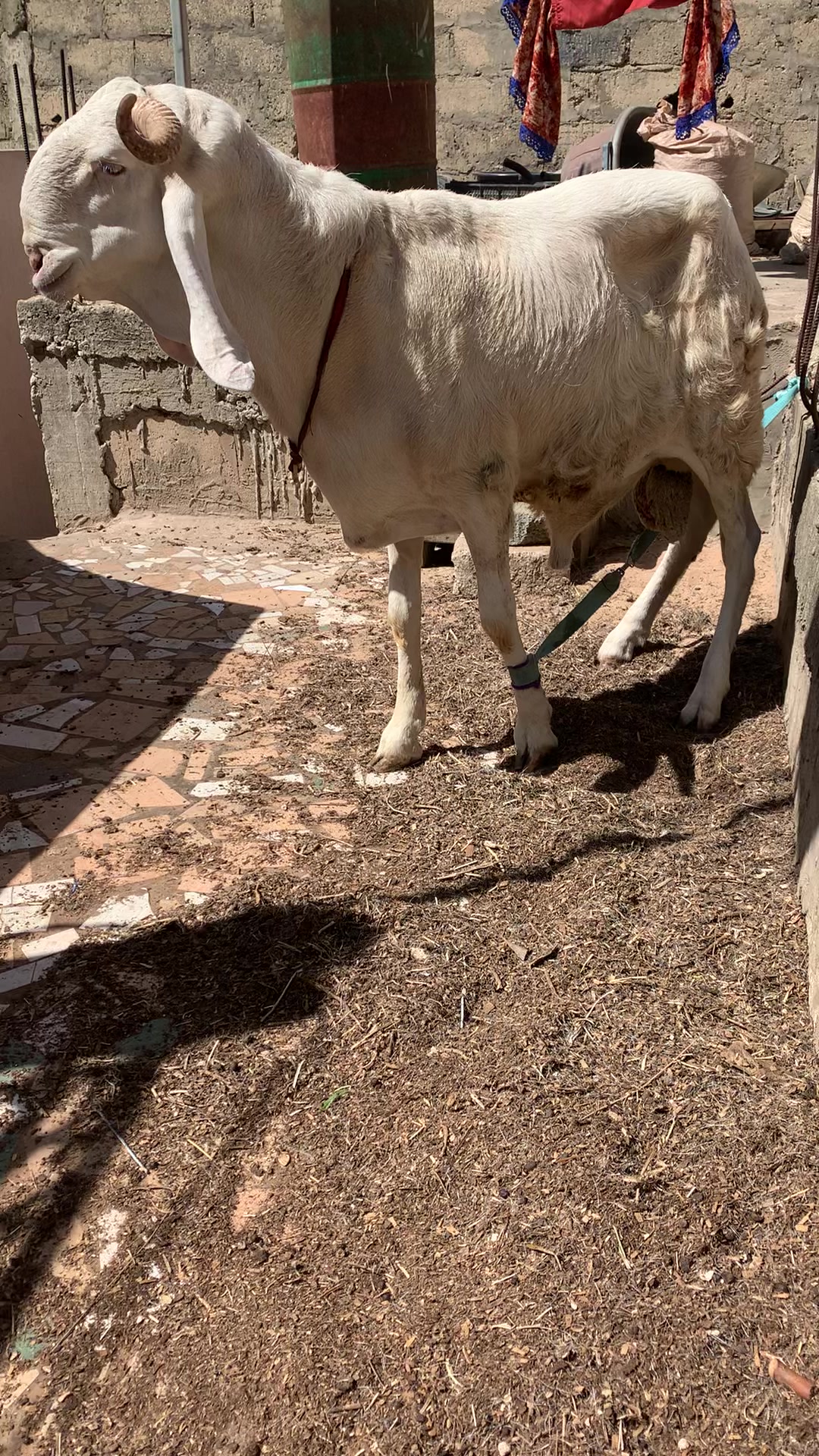 @Bergerie Soundiata Keita🐏🐑