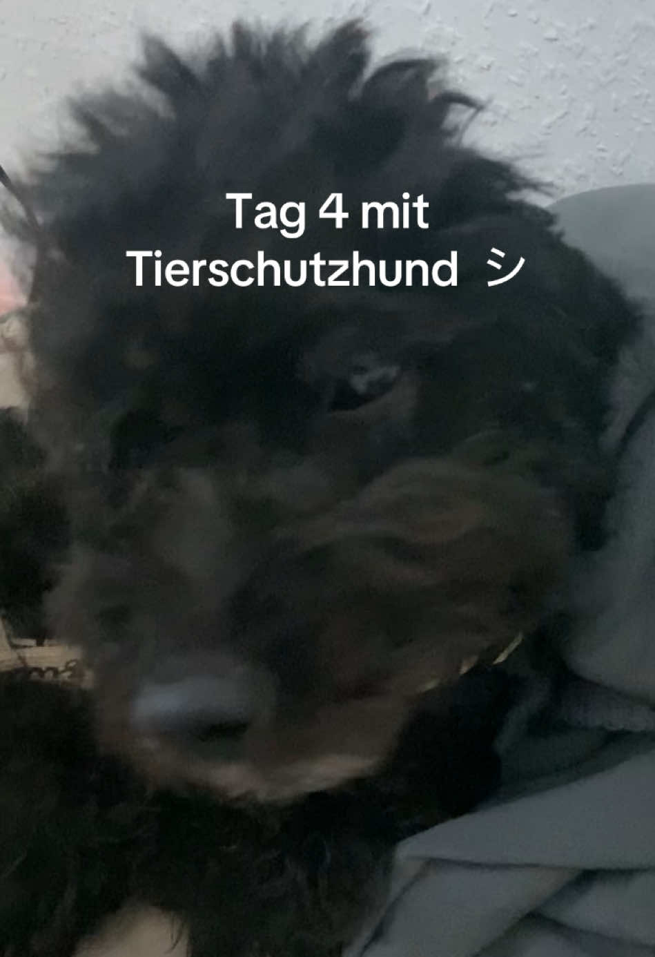 @bundeskanzlerin306
