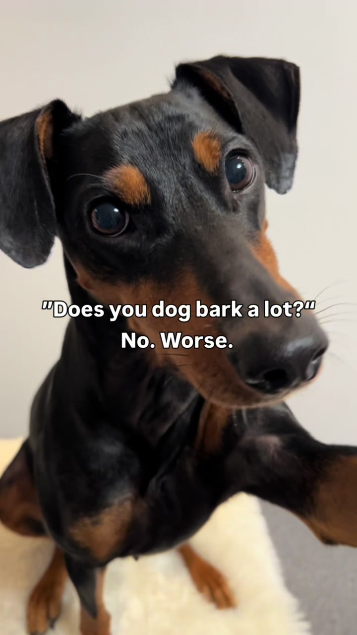 @AlvaTheHotDog