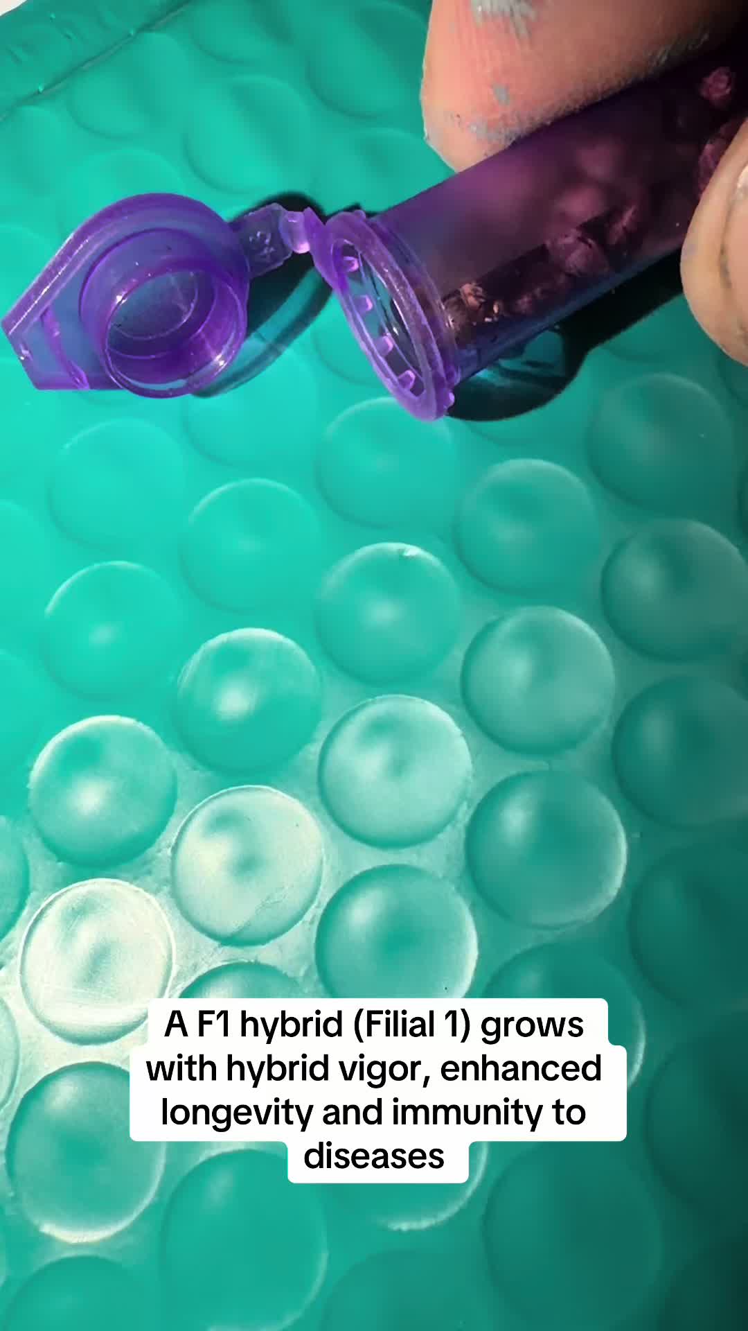 @SEEDTIVA