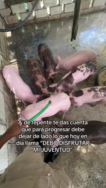 @Yei-Peña🐷🐽🇩🇴
