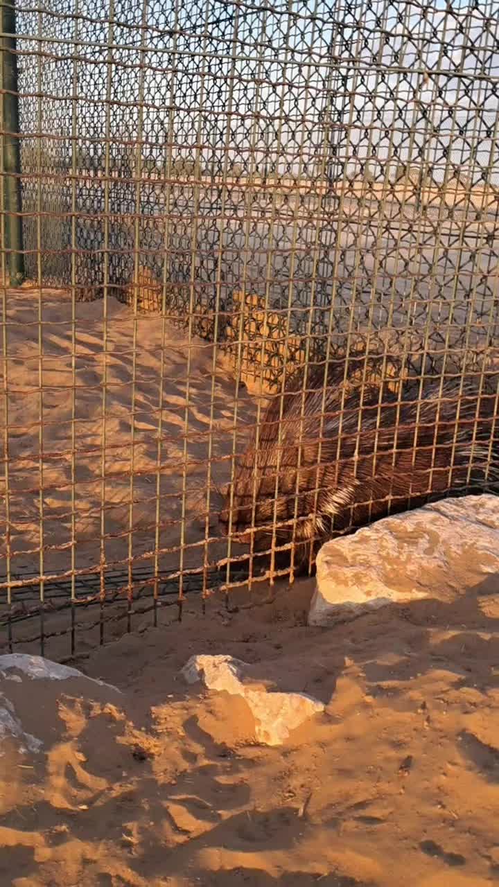 @Wildlife🐅