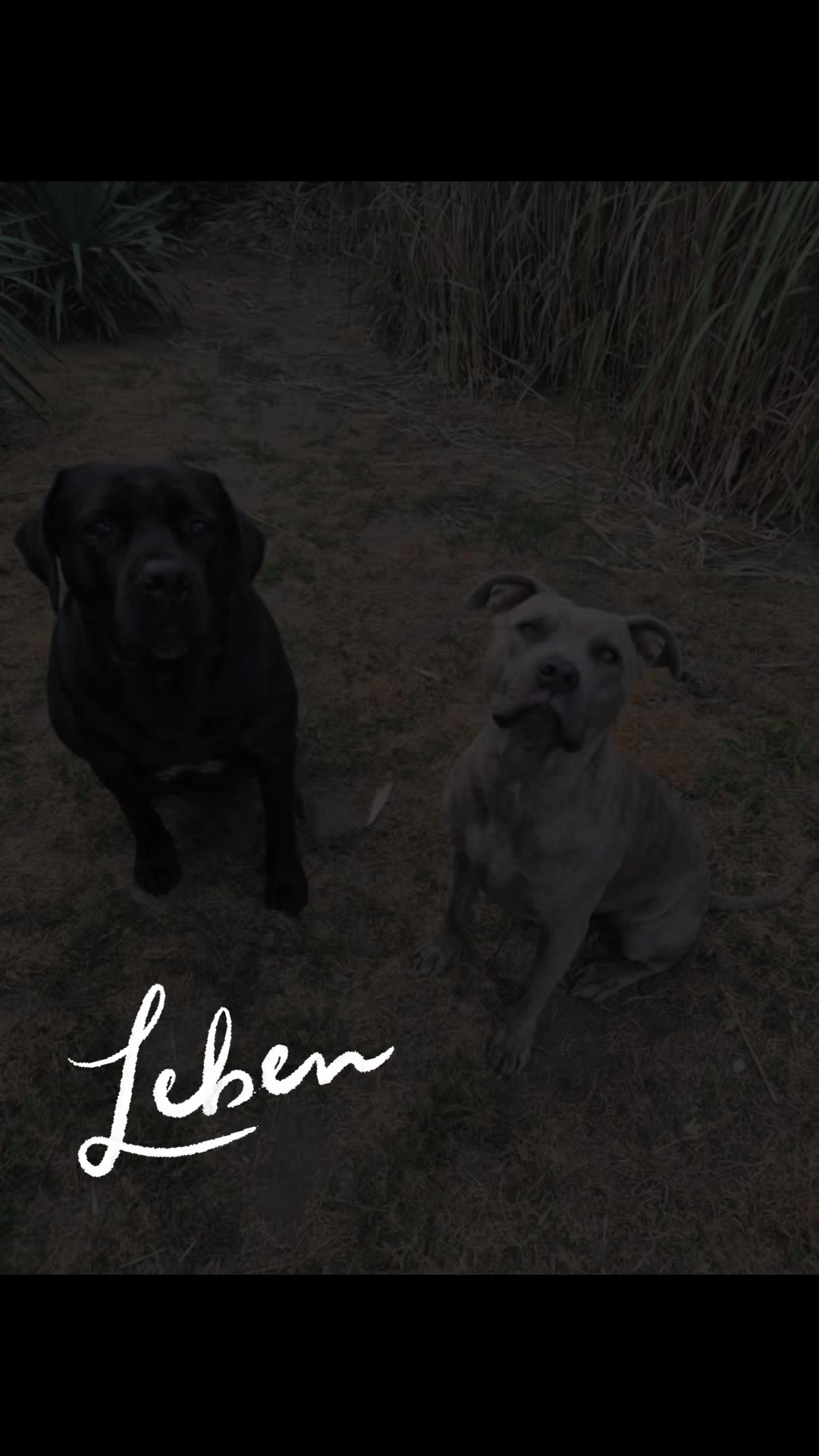 @Primo❤️Manou ❤️Hope ❤️