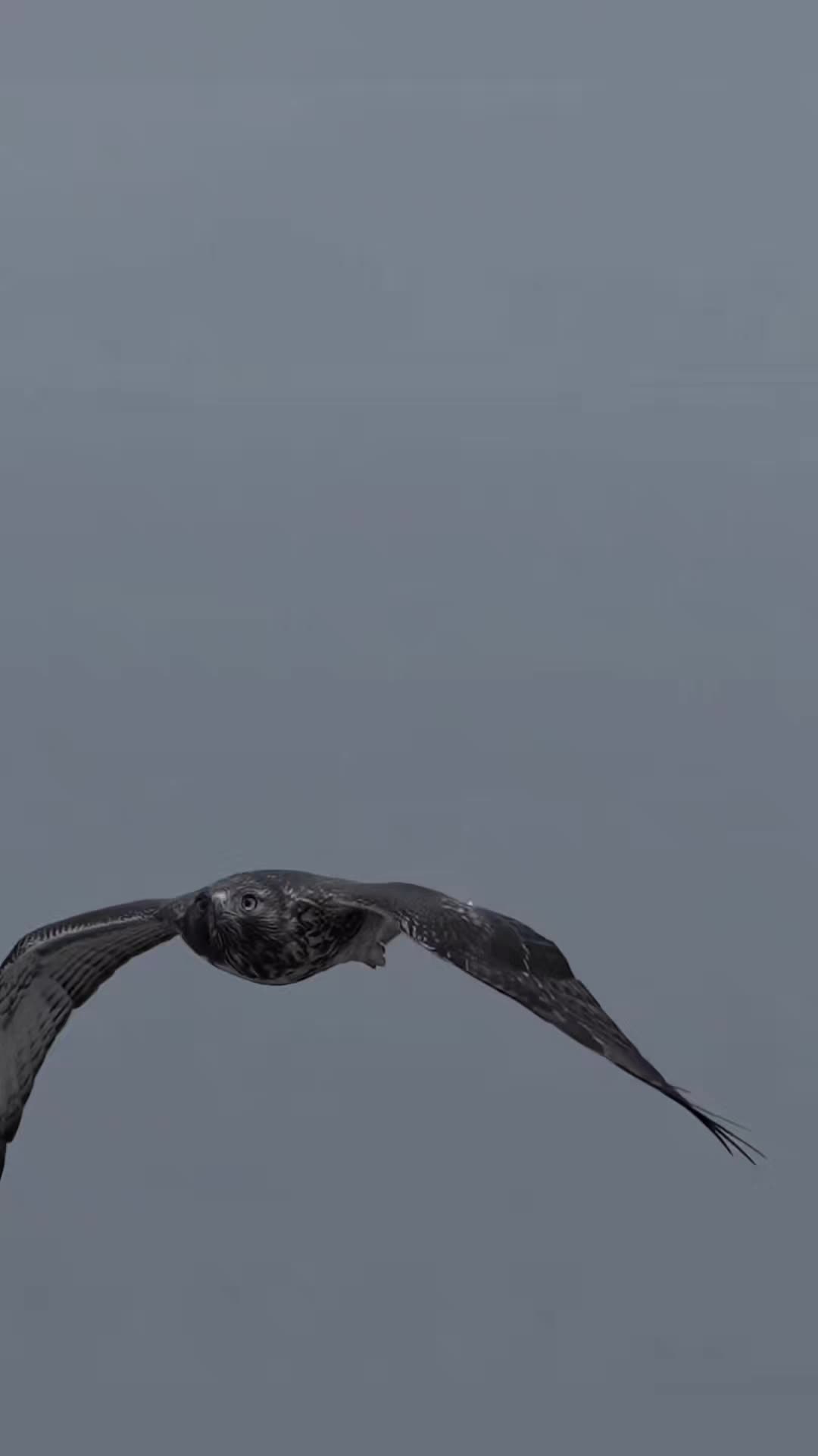 @෴෴╰‿╯෴෴ 𝐊𝐢𝐧𝐠