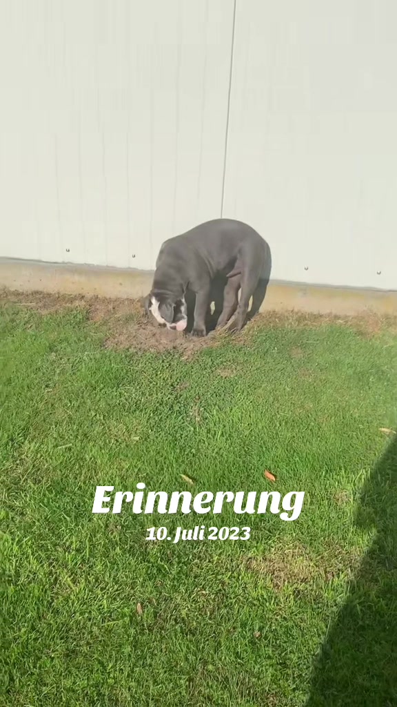 @Kalle 🐕