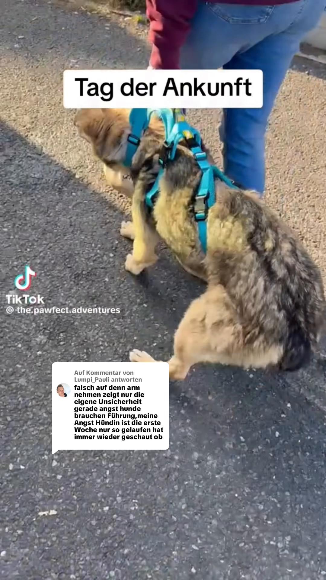 @Ichsch&uuml;tzekinderundtiere