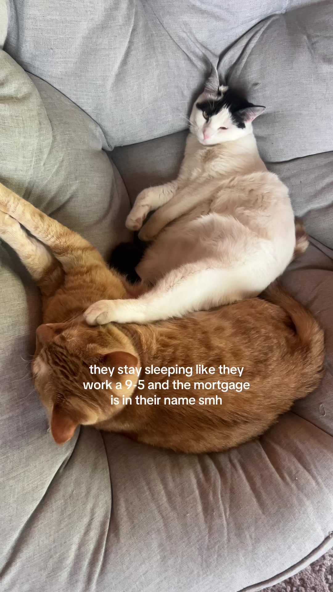 @bink the big orange cat