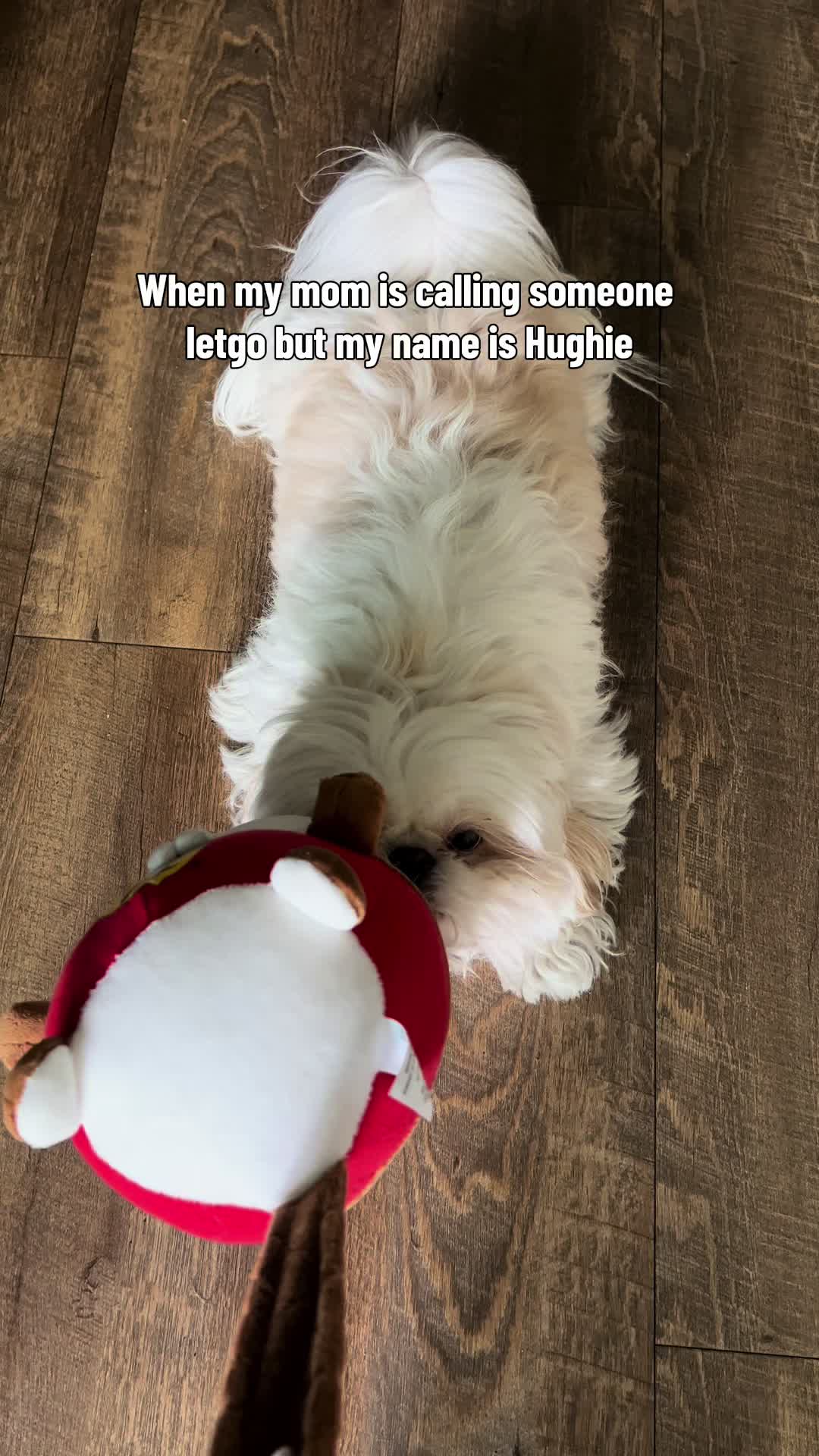 @Hugh the Shih Tzu