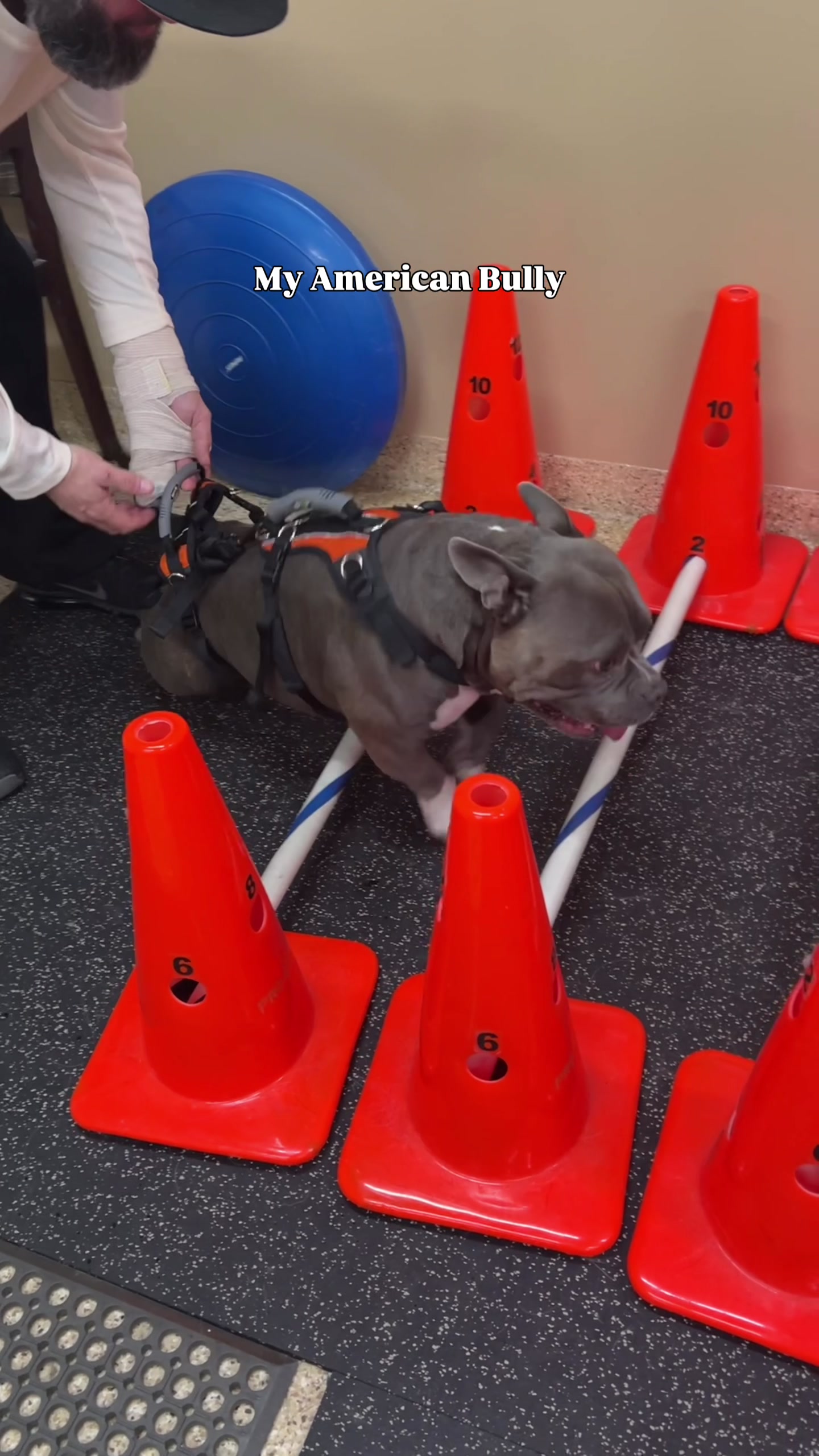 @Gunner | Pocket Bully