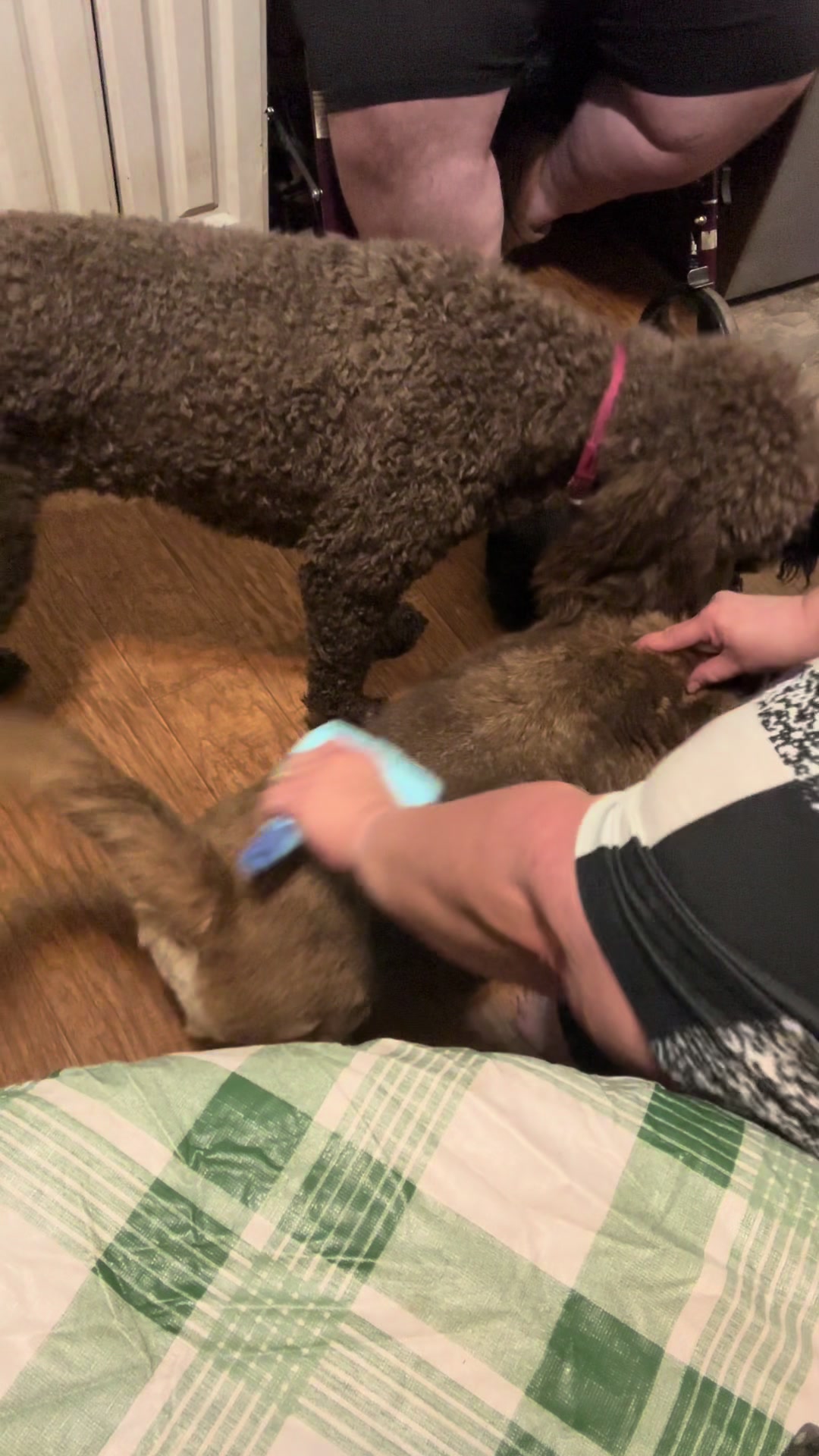 @Jenn_the_pet_momma