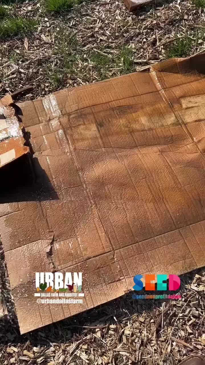 @Urban Dallas Farm