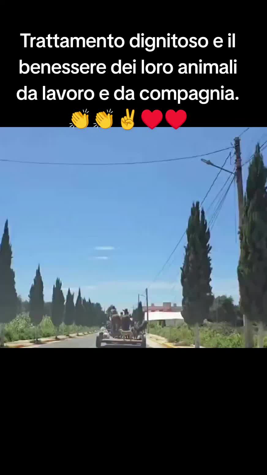 @cuore.animale