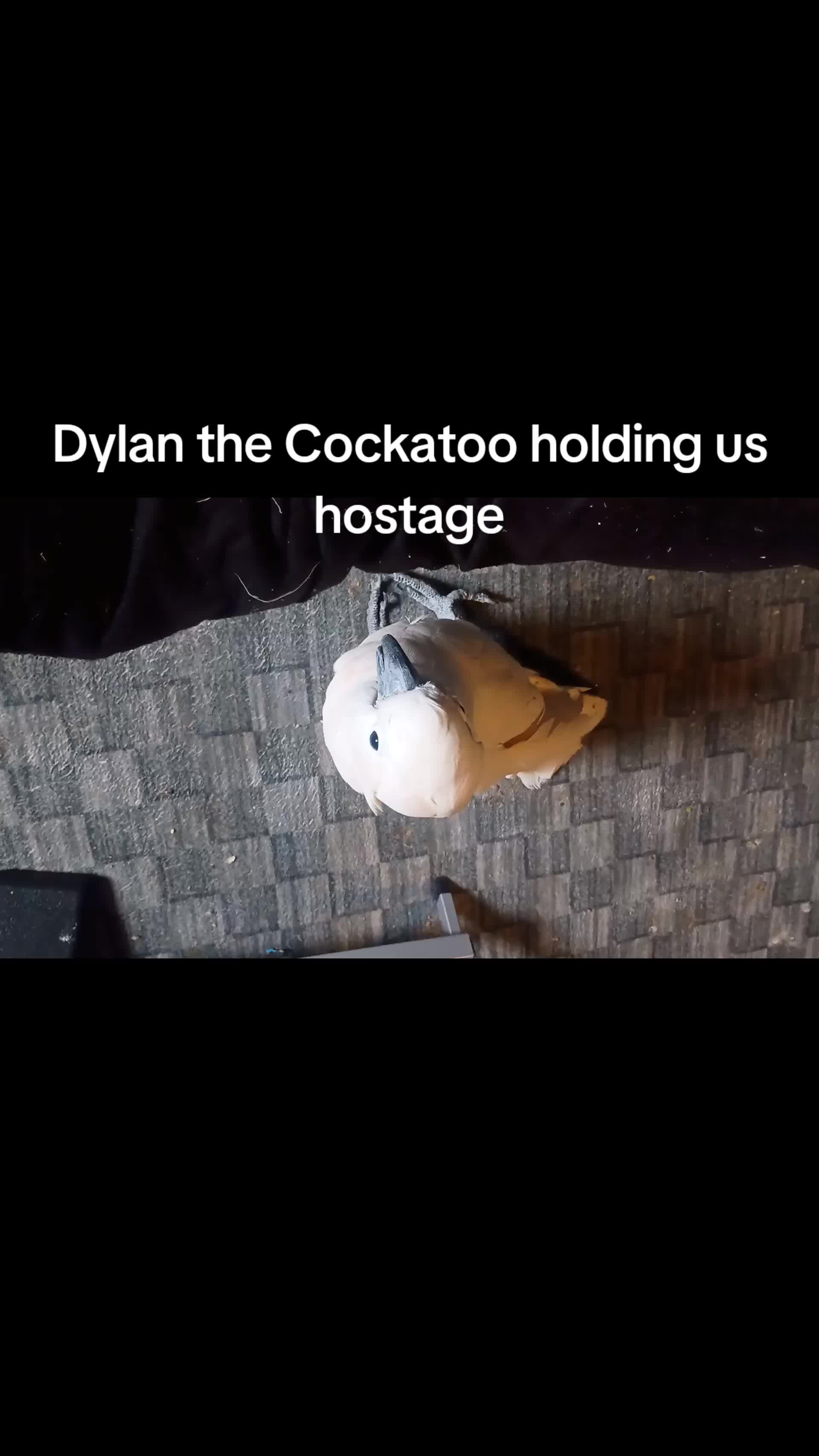 @Suzy the Cockatoo