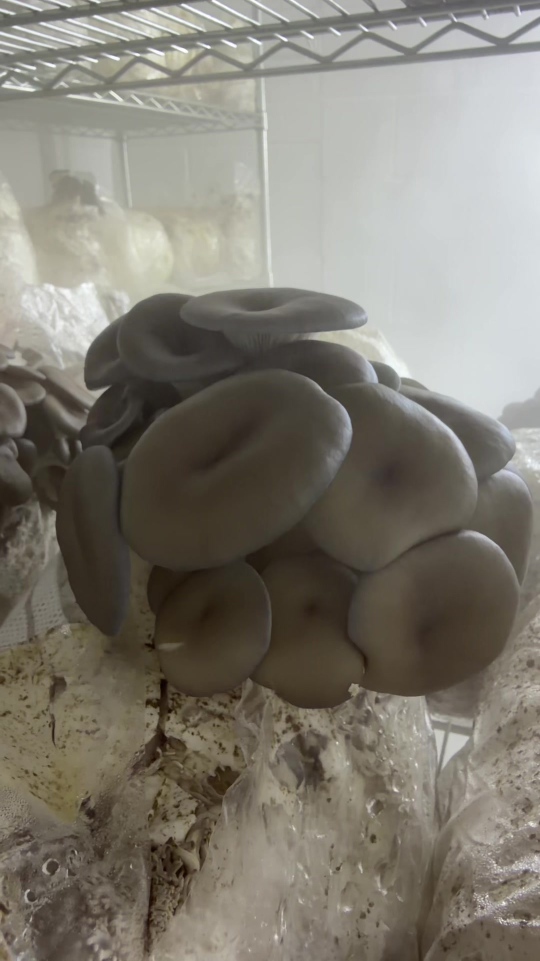 @The Mushroom Hub