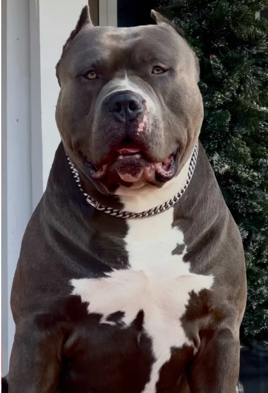 @🐾 Boundless Bullies 🐾