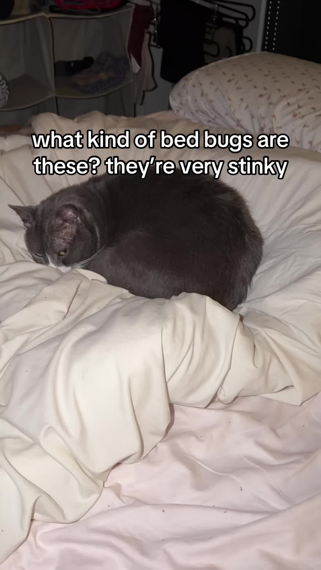 @stinkwalker