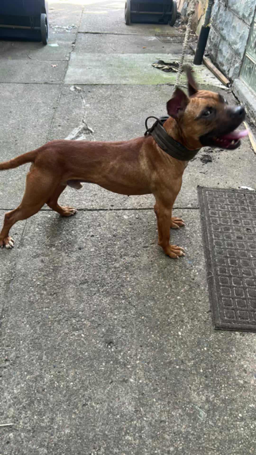 @themreal_hounds