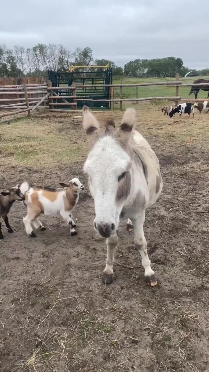 @mybonnyfarms