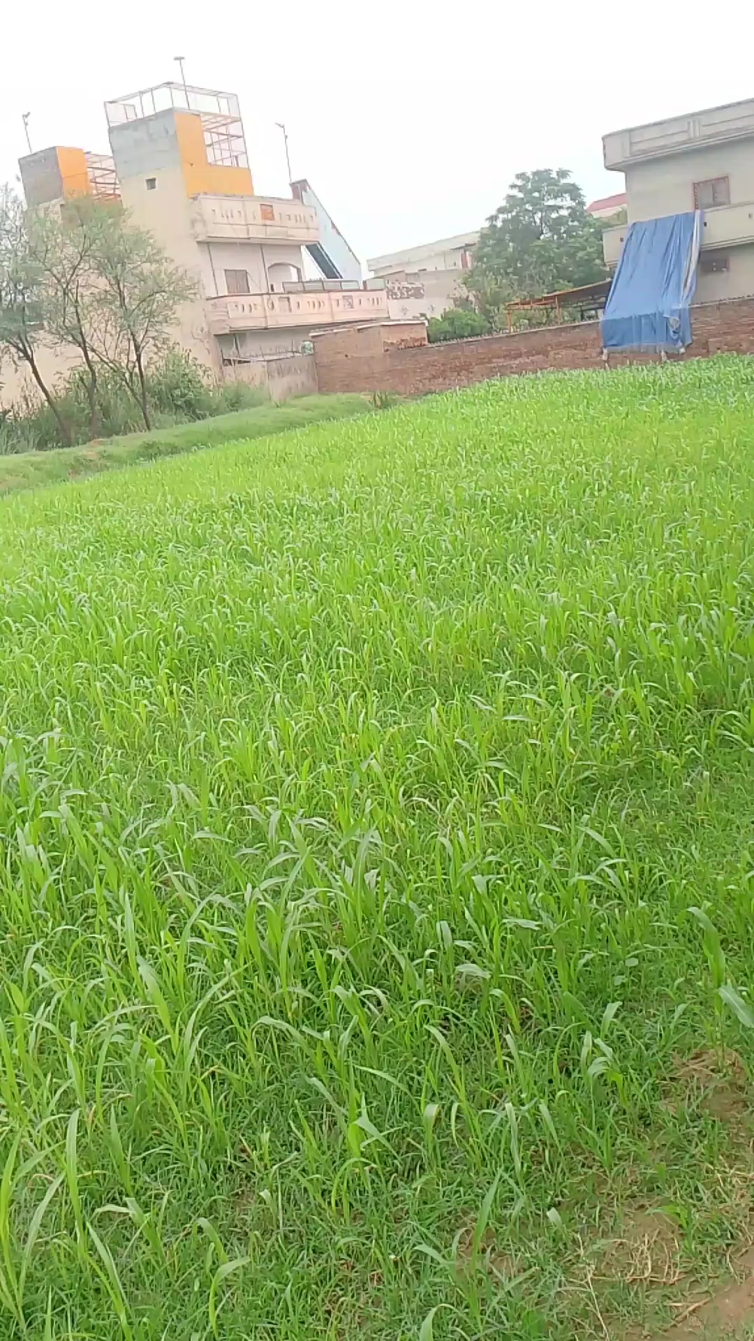 @Daman
