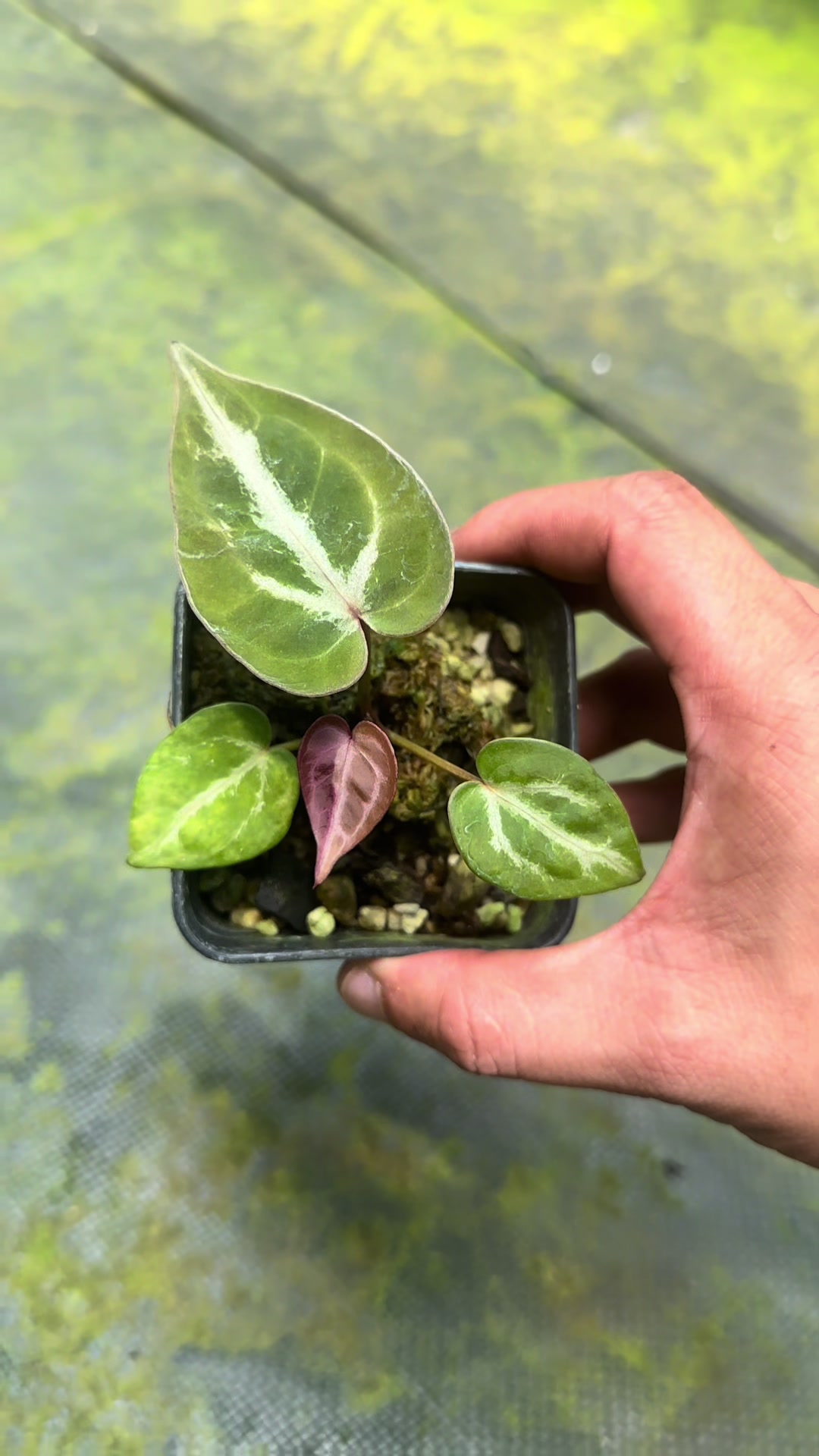@KeepcầmKây🥦