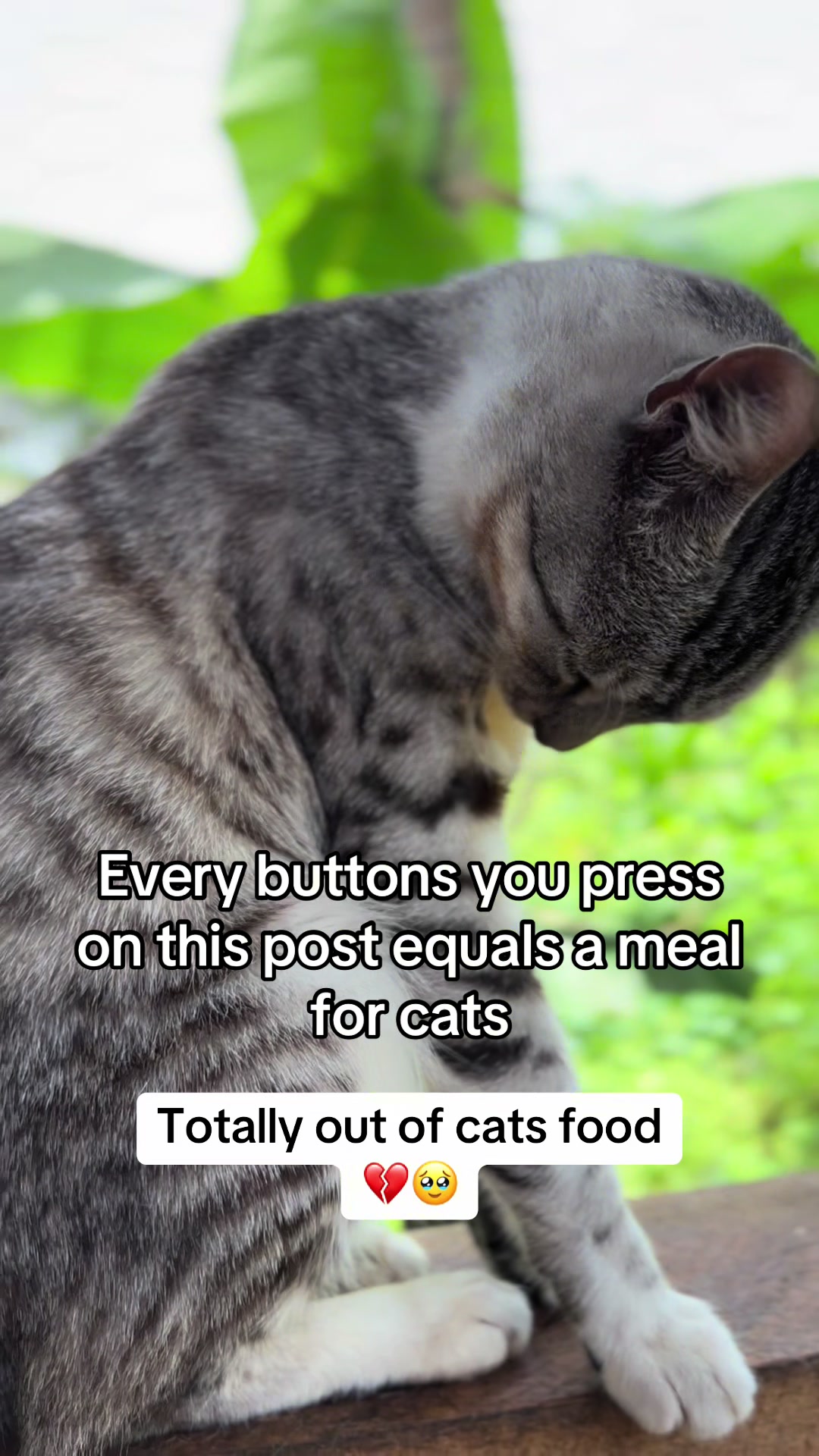 @Dad for all cats and dogs 🐶🐱