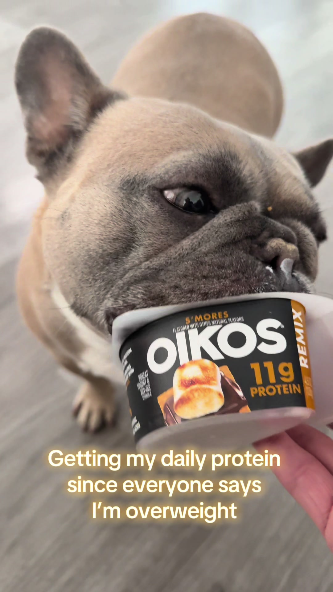 @mavisthefrenchie