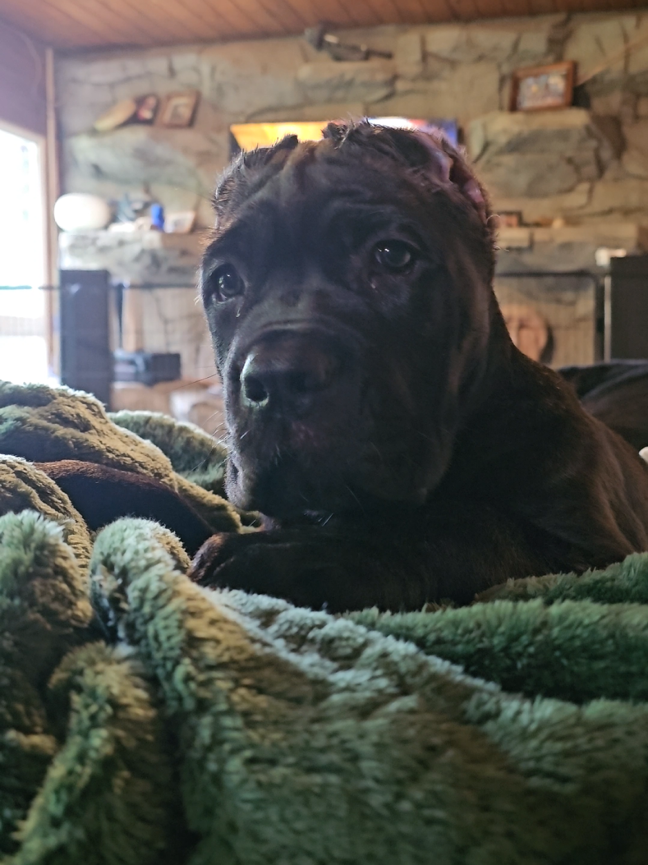 @SalmonCreekCaneCorso