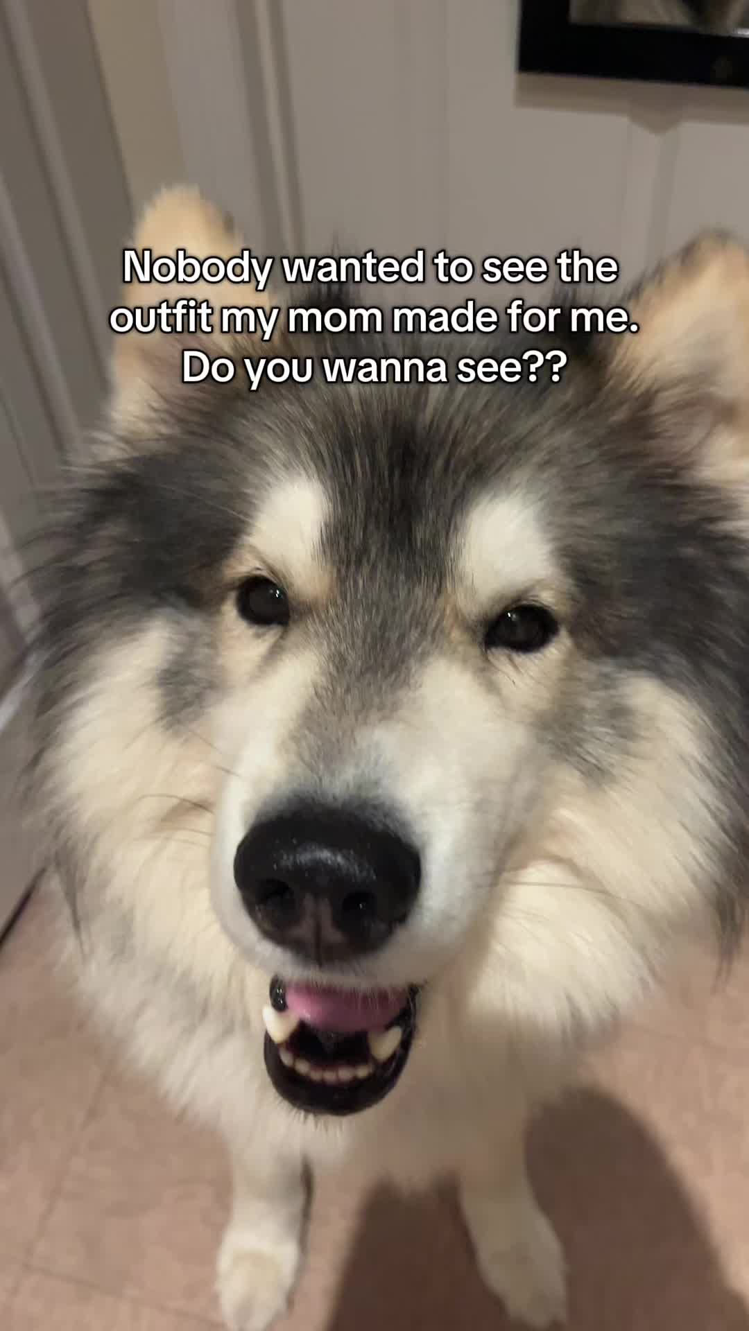 @Echo The Husky