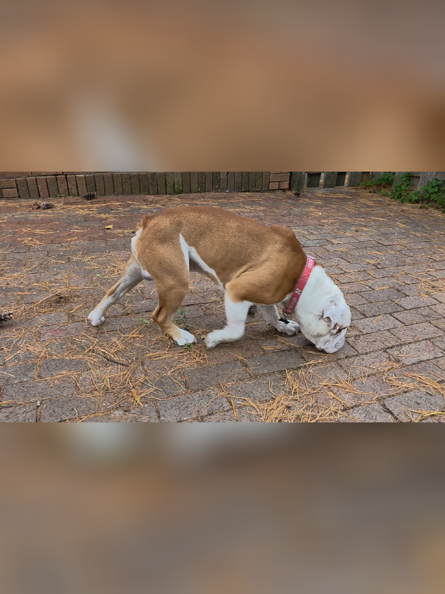 @Omaha Pet Sitter