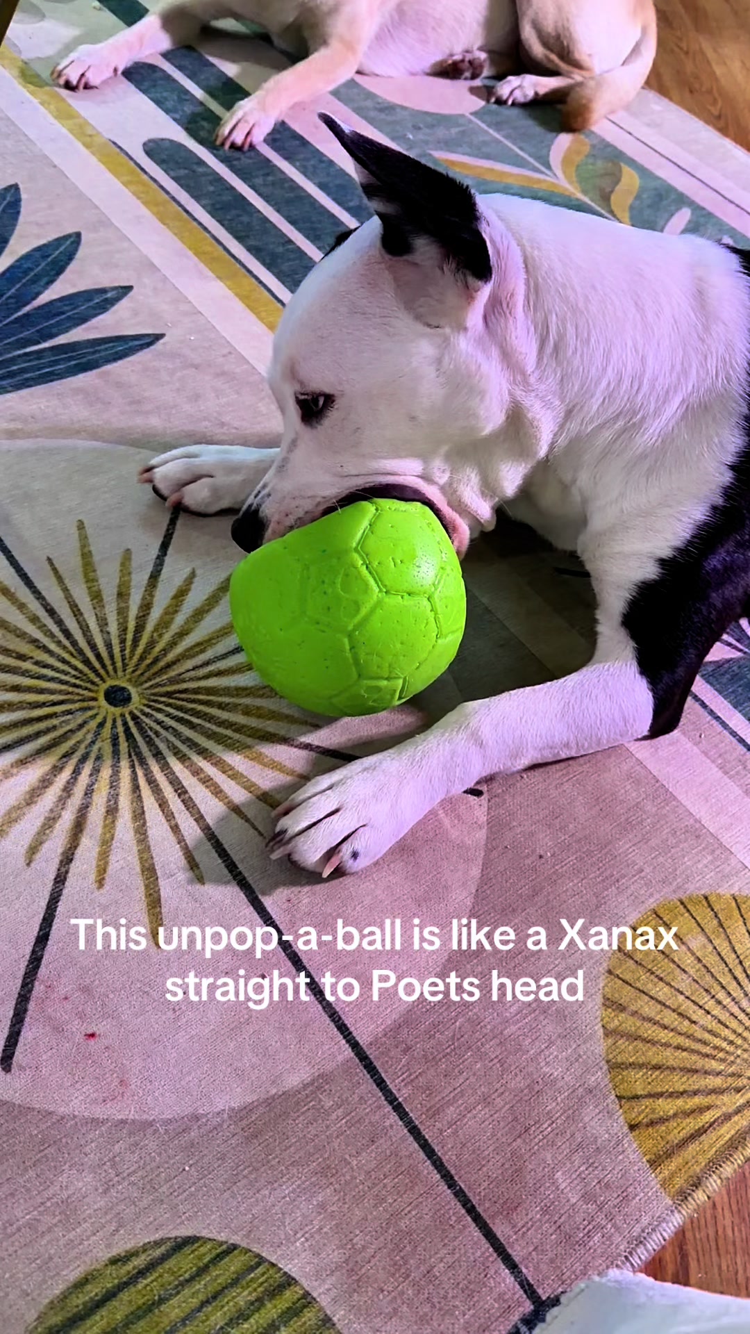 @Puppy named Poet