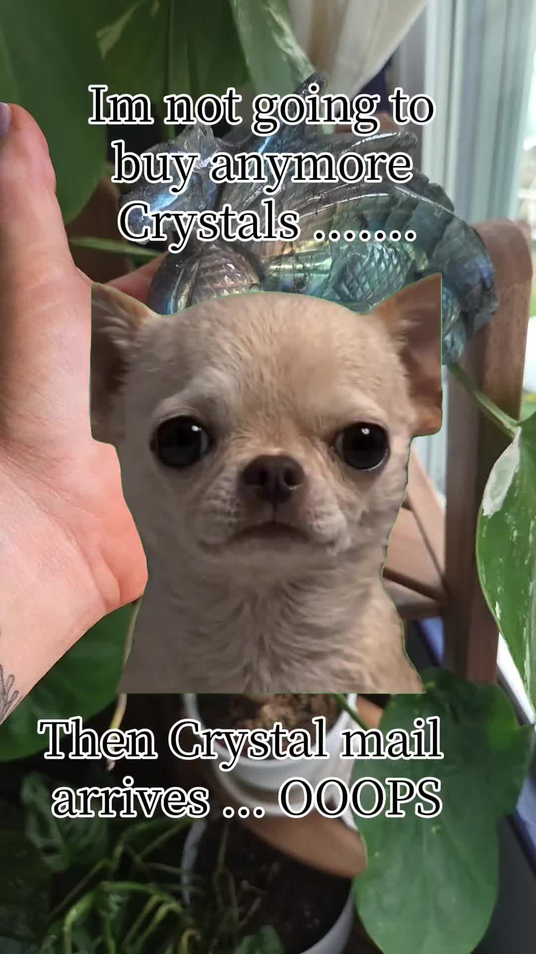 @The Crystal Frog Co.