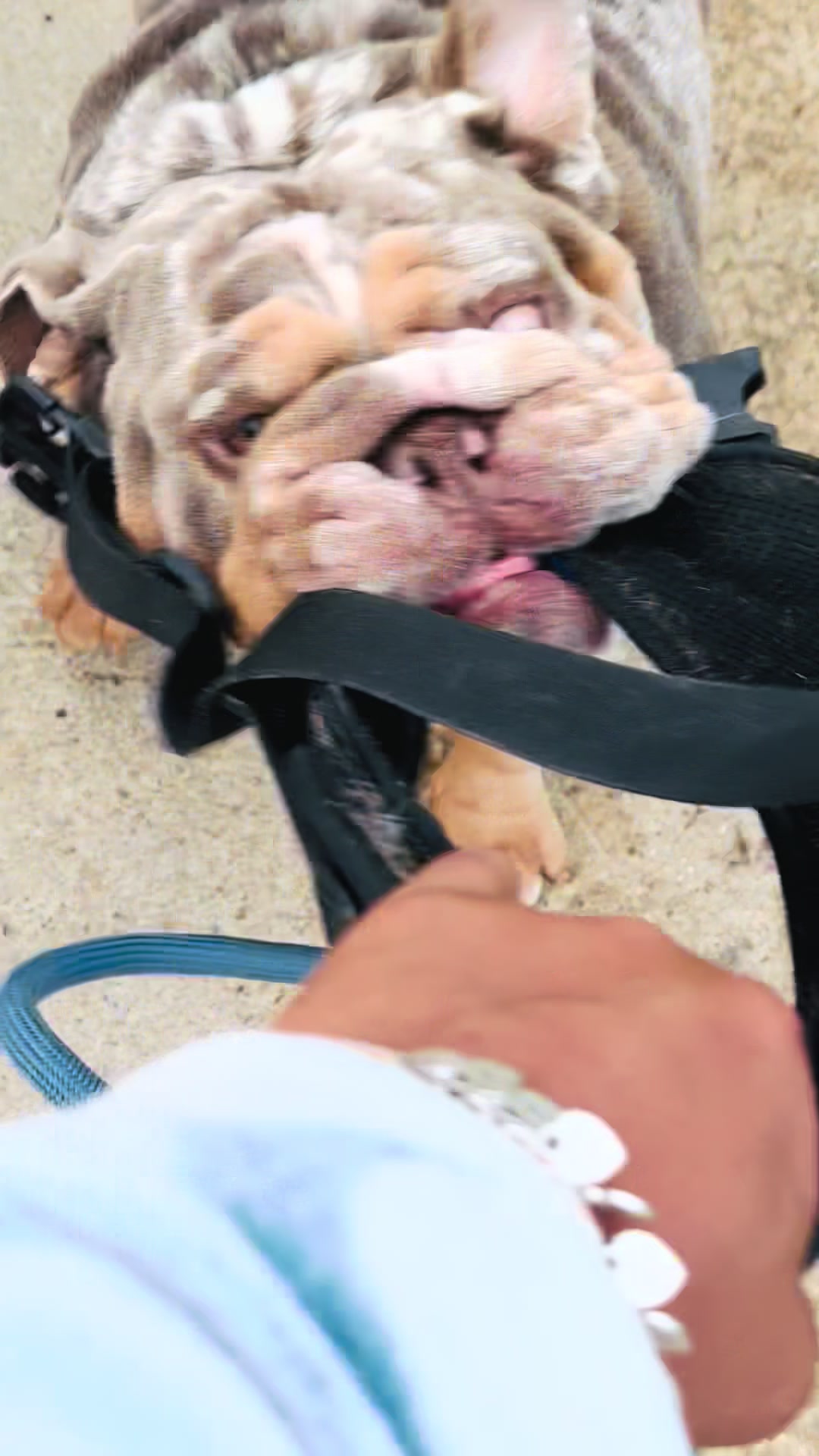 @barkleythabulldog