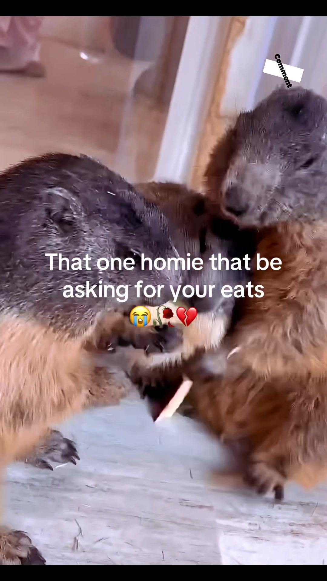 @dailymarmot00