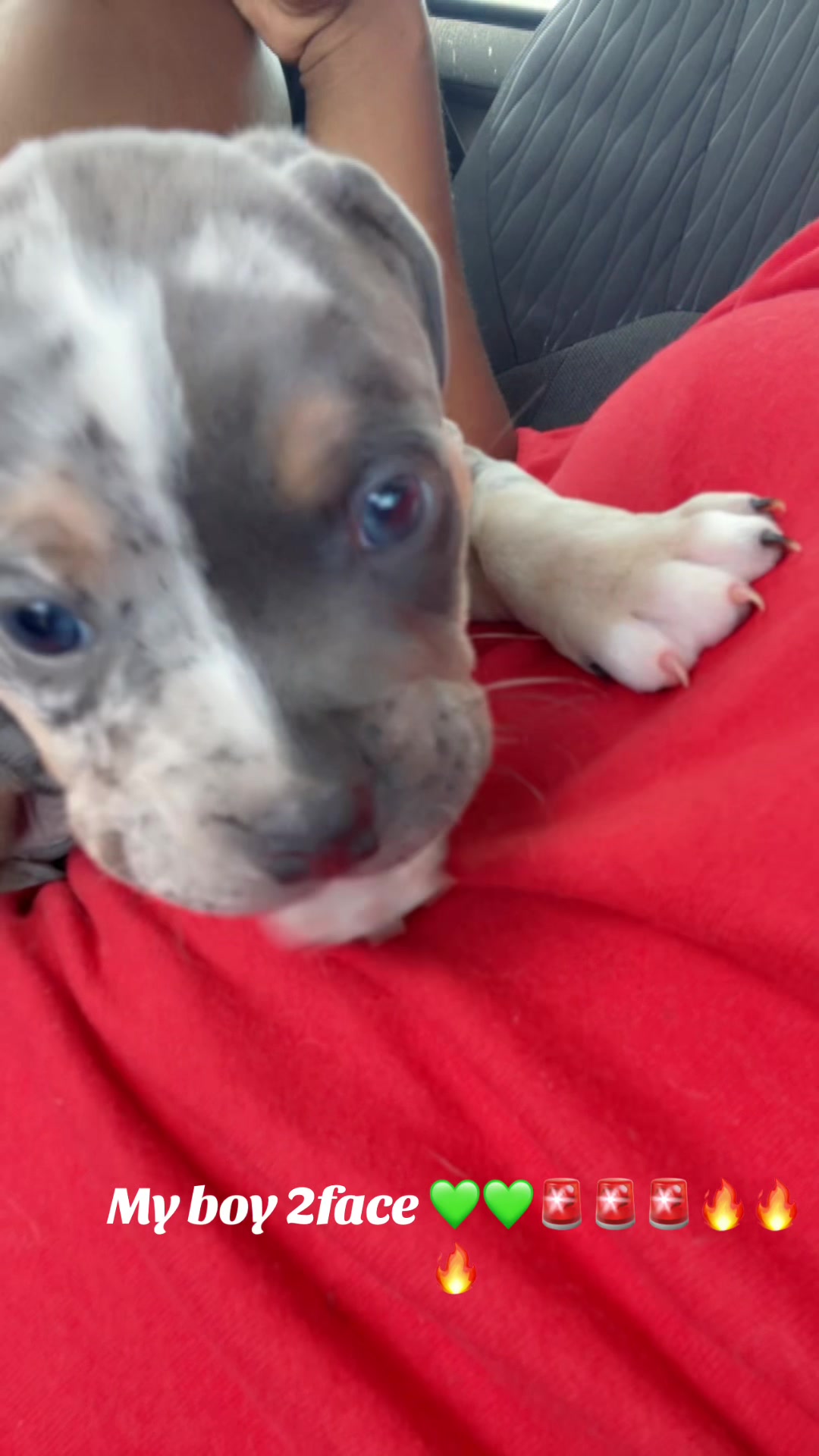 @gardnerkennel08