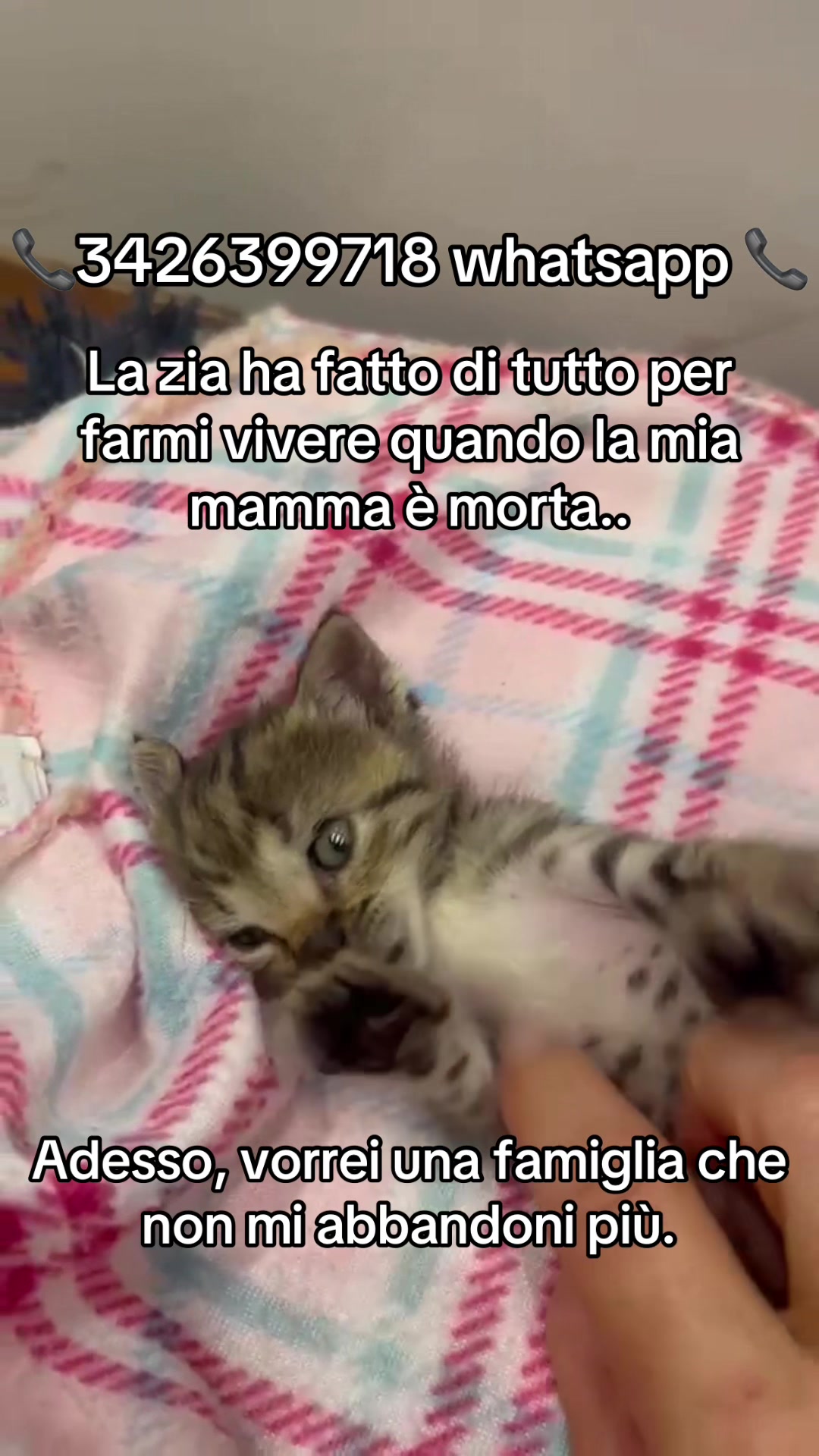 @ZampAmici💚