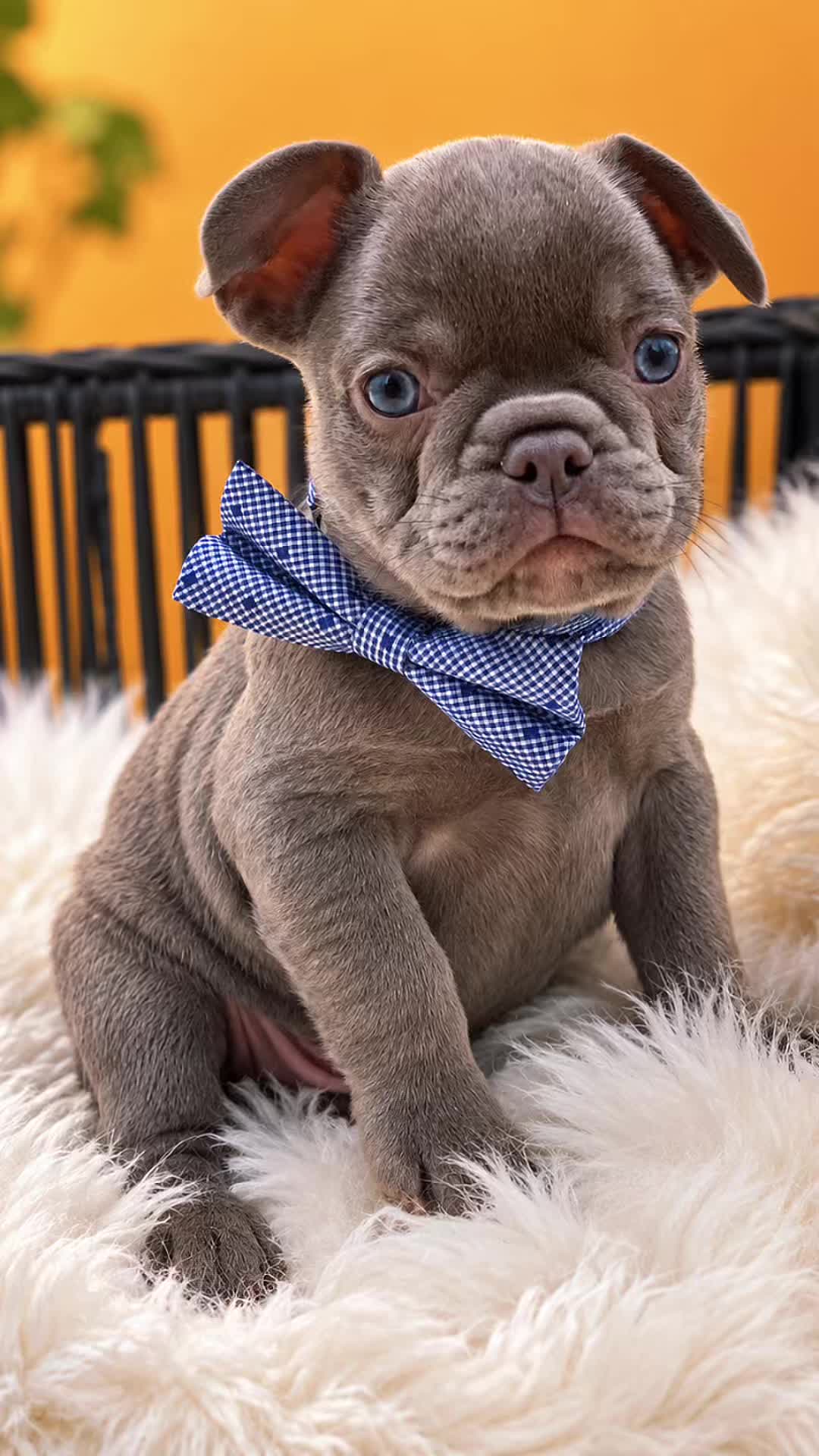 @Flyazz Frenchie Papa