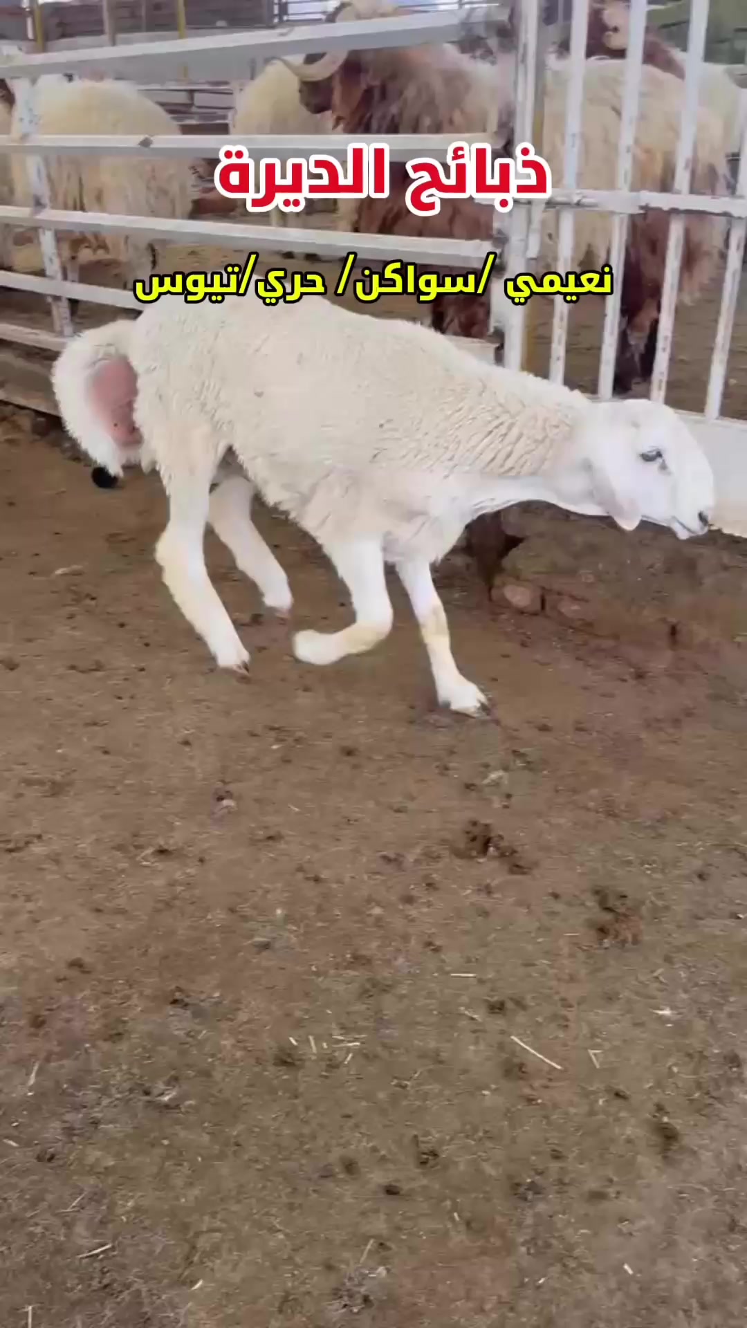 @تغطيات | حول المدينة 📍