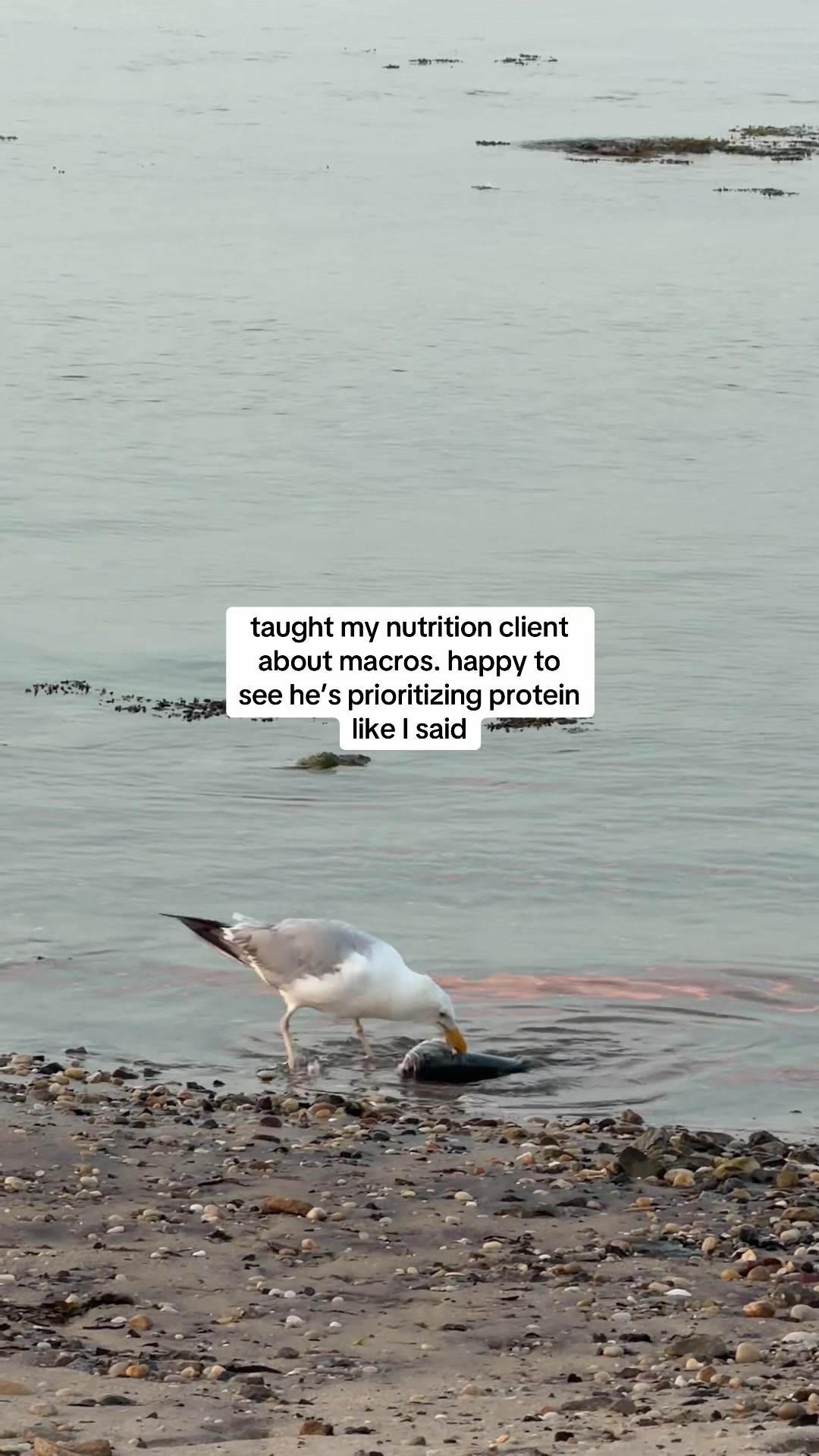 @Lauren-Fitness&Nutrition Coach