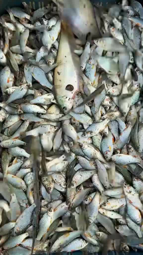 @নোয়াখালী সুবর্ণচরেথানারহাট