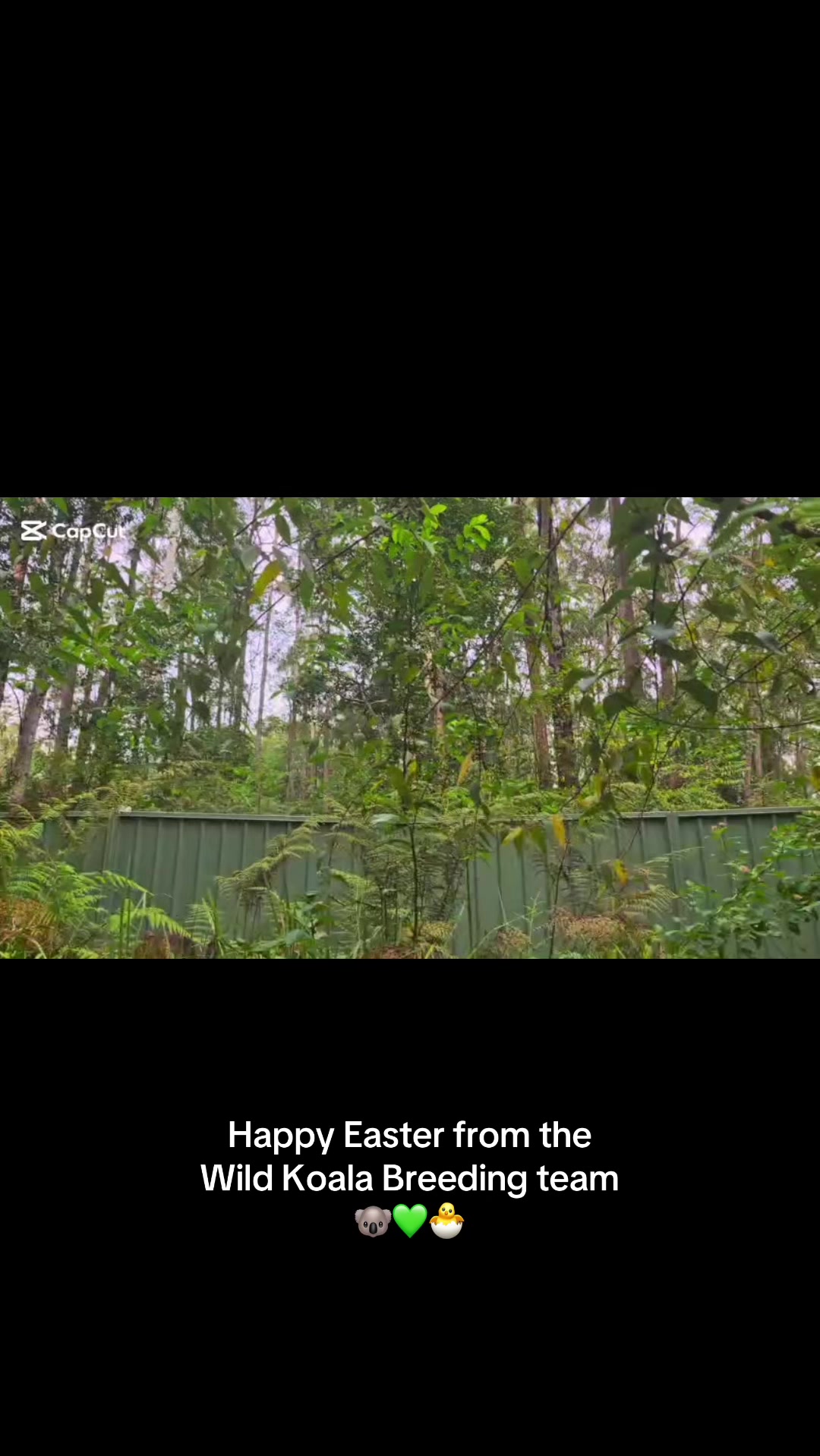 @Koala Conservation Australia
