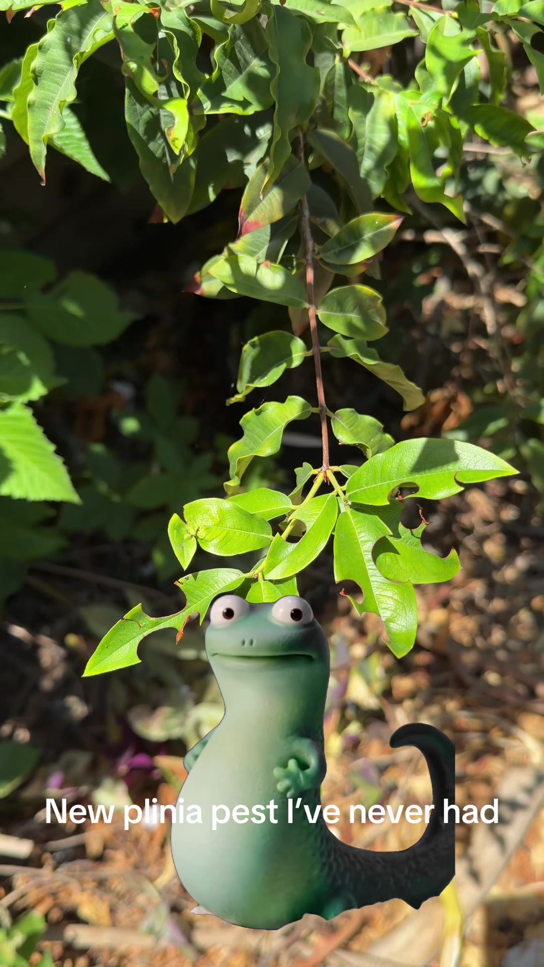 @FancyPlantsLA