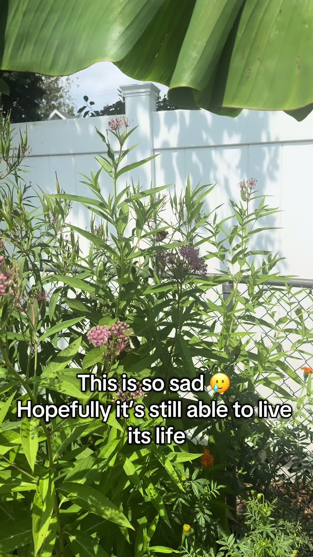 @plantsbyfern