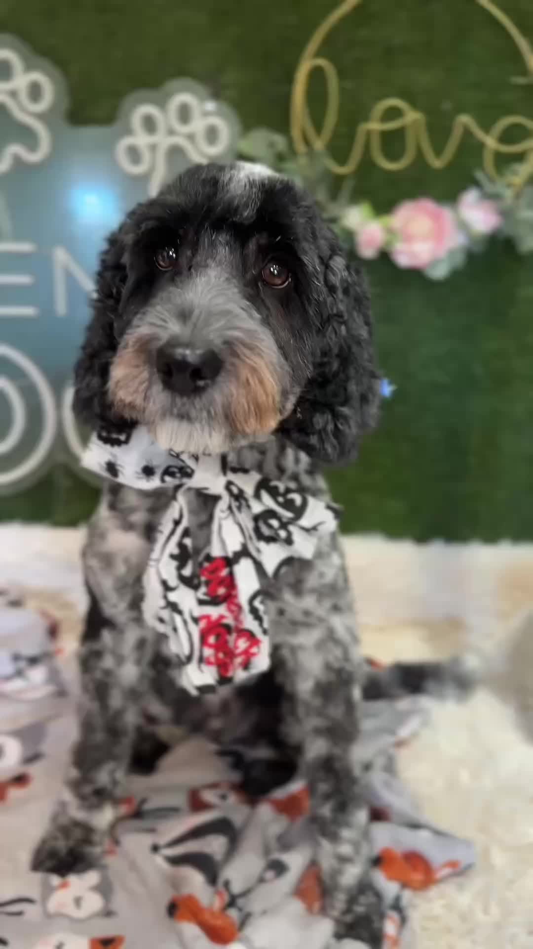@DevenickDogs