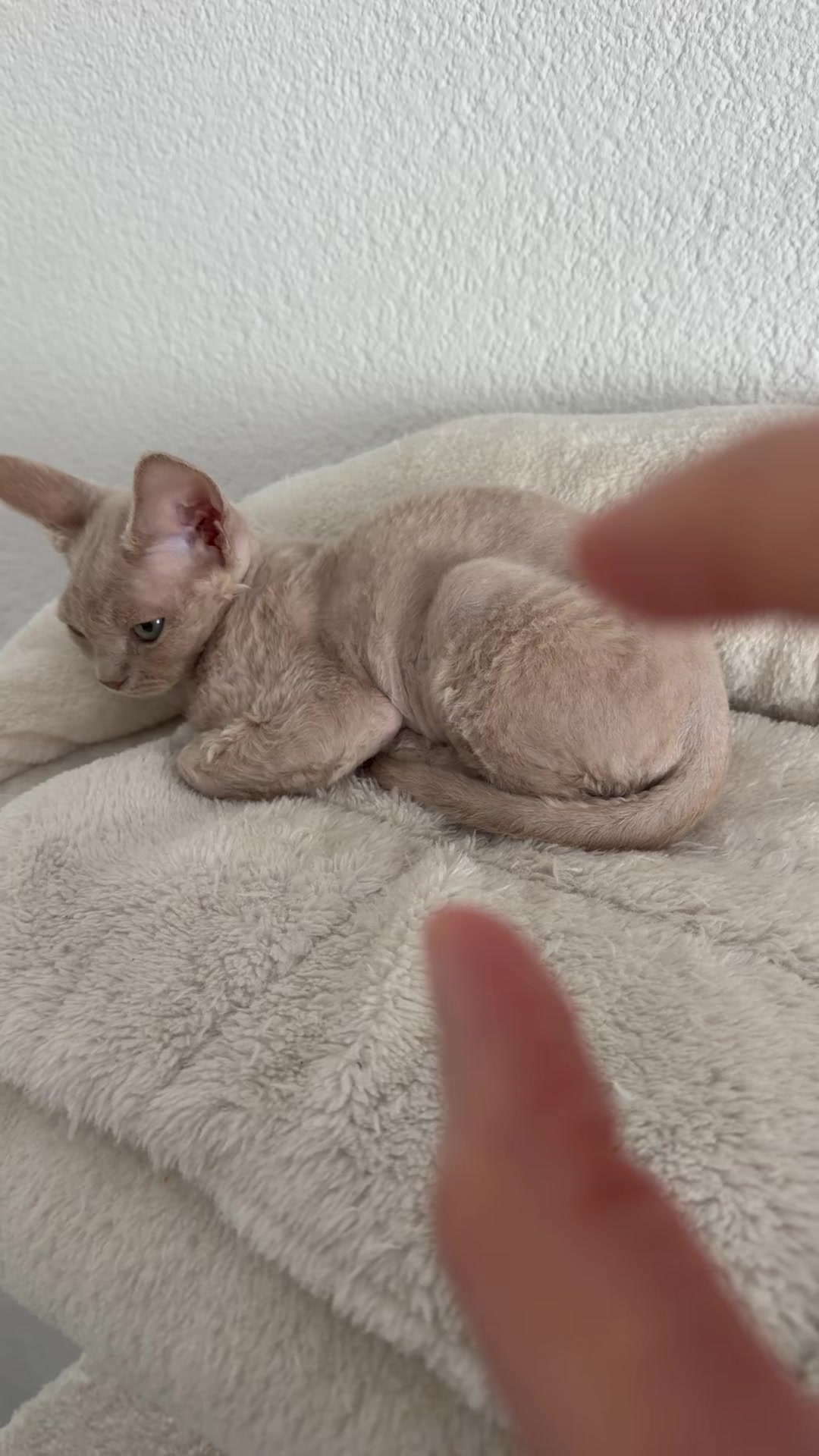 @TugbasCats