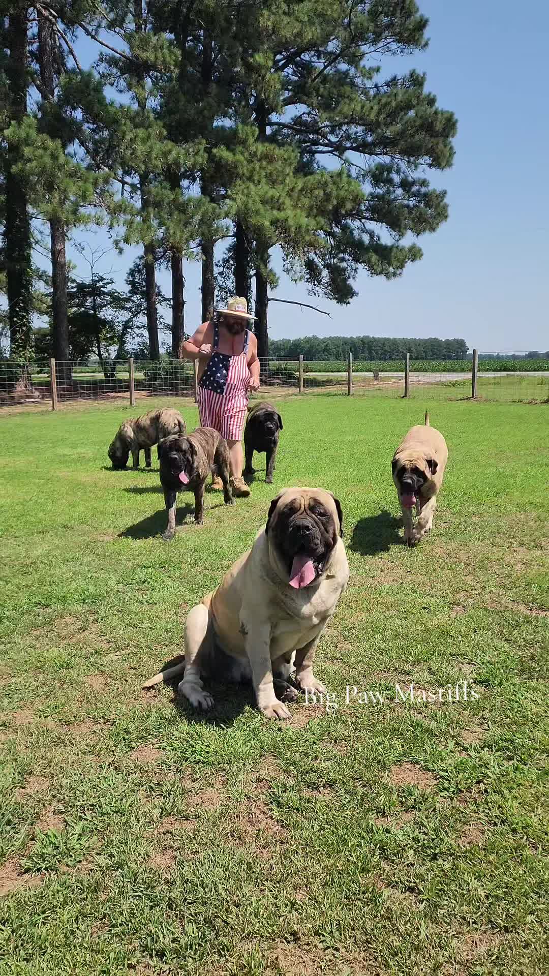 @Big Paw Mastiffs