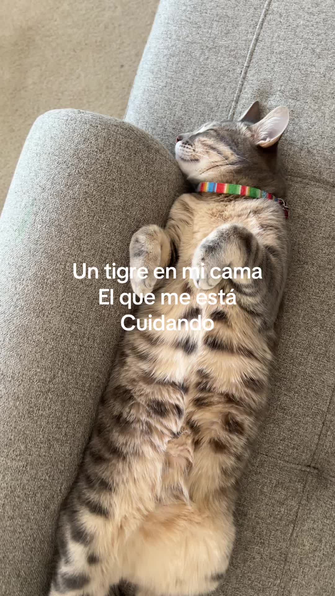 @myoz.comm