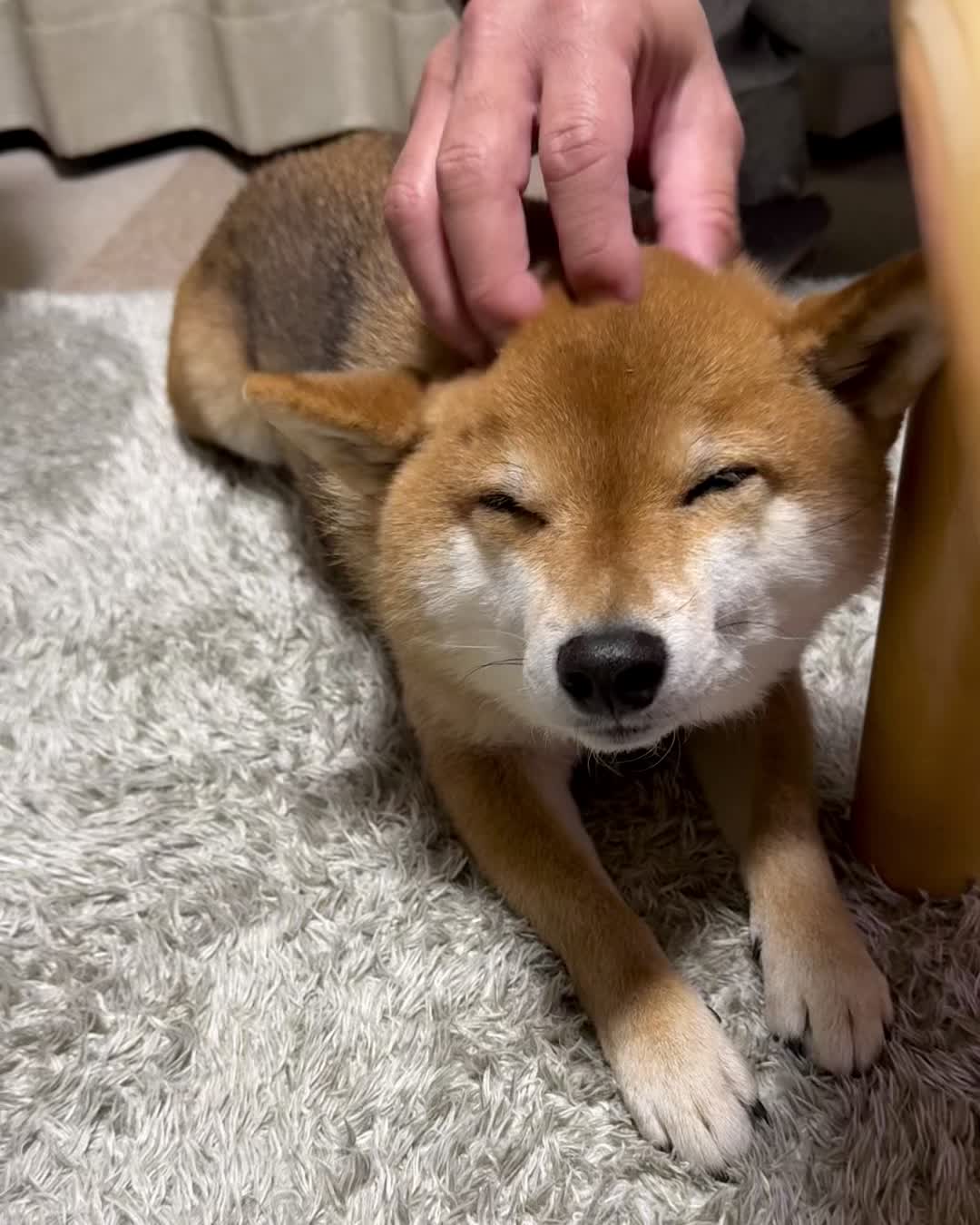 @豆助